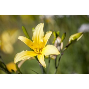 Nahaufnahme einer leuchtend gelben Zitronen-Taglilie (Hemerocallis Citrina) im Topf.