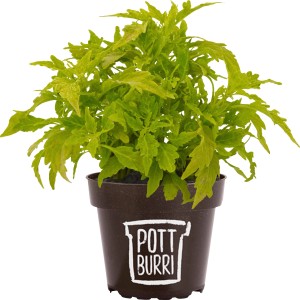 Pottburri Blutnessel im Topf (Ø 13cm). Grüne Stehpflanze mit gezackten Blättern im braunen Topf.