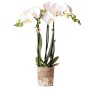 Weiße Kolibri Orchidee Phalaenopsis im 9cm Topf.