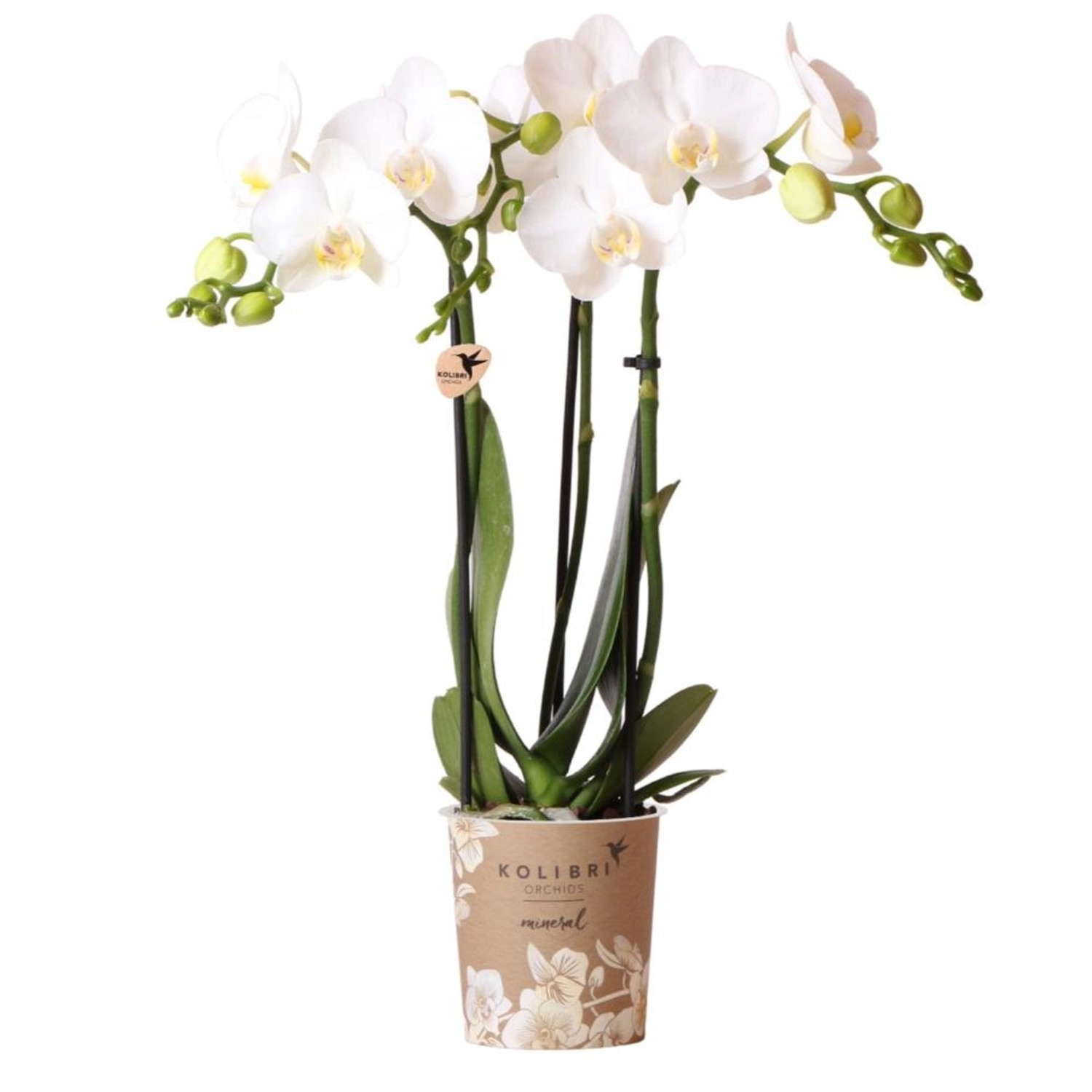 Kolibri Orchids Weiße Phalaenopsis Orchidee Amabilis Topfgröße 9cm