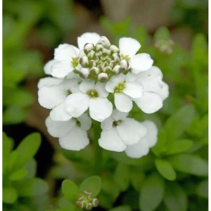 Nahaufnahme der weißen Blüten der Schleifenblume Snowflake (Iberis sempervirens).