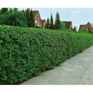 Dichte, grüne Hecke aus Ligustrum vulgare 'Atrovirens' (125-150 cm) als Sichtschutz.