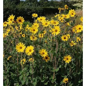 Gelbe Weidenblättrige Sonnenblume 'Table Mountain' (Helianthus salicifolius) im Garten.