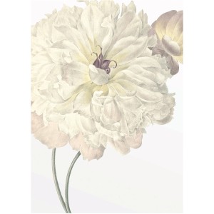Wandbild Illustration: Weiße Dahlie, 30x40 cm. Elegantes Blumenbild für Wohnraum.