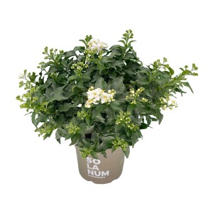 Sommerjasmin im Topf, Solanum jasminoides mit weißen Blüten und grünen Blättern.