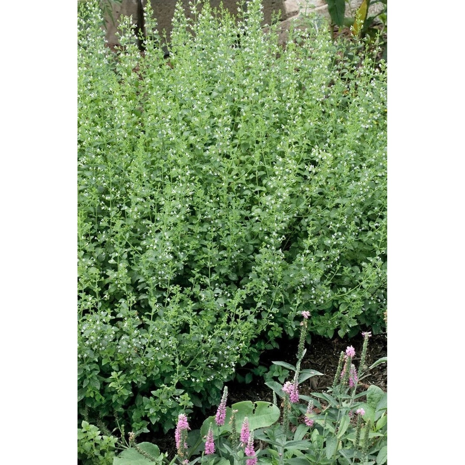 Calamintha Nepeta White Cloud Bergminze Ca. 9x9 cm Topf günstig online kaufen