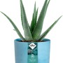 Elho Blumentopf Ocean Collection, Ø 14 cm, atlantikblau, mit Aloe Vera Pflanze.