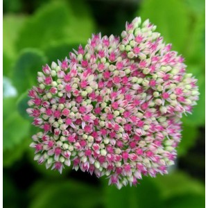 Große Fetthenne Seduction Pink Passion - Sedum telephium