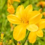Gelbe Taglilie 'Cartwheels' im Topf, eine blühende Staude für sonnige Standorte.