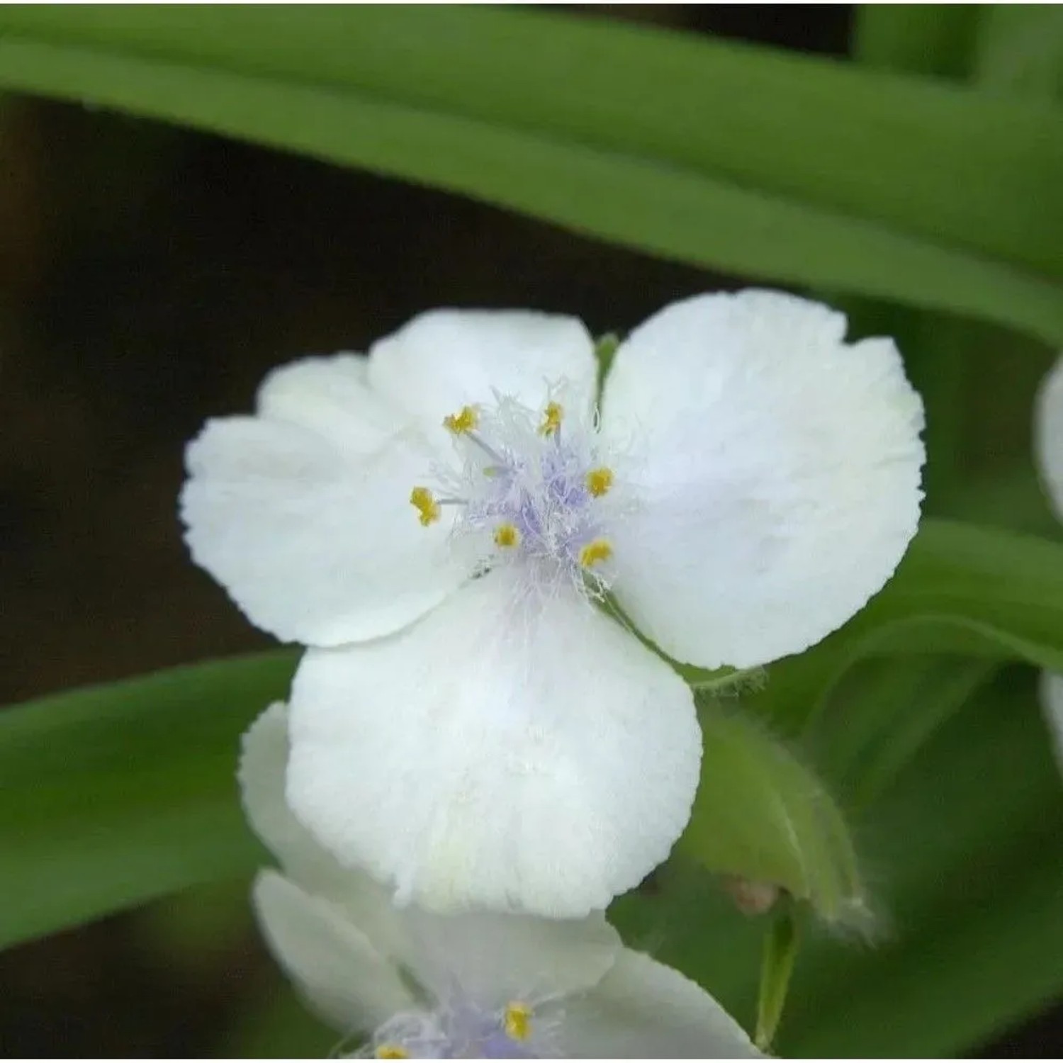 Dreimasterblumen Gisela - Tradescantia andersoniana