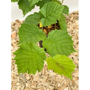 Baumfink Haselnuss 'Webbs Preisnuss' als Topfpflanze mit grünen Blättern.