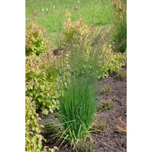 Moorgras 'Moorflamme' (Molinia caerulea) im 3-5 Liter Topf, grüne Halme mit Blütenständen im Gartenbeet.