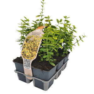 6er-Pack Kriechspindel Emerald Gold, gelb-bunte immergrüne Pflanzen im Topf.