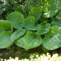 Grüne Hosta Elata Funkie mit großen Blättern im Garten.