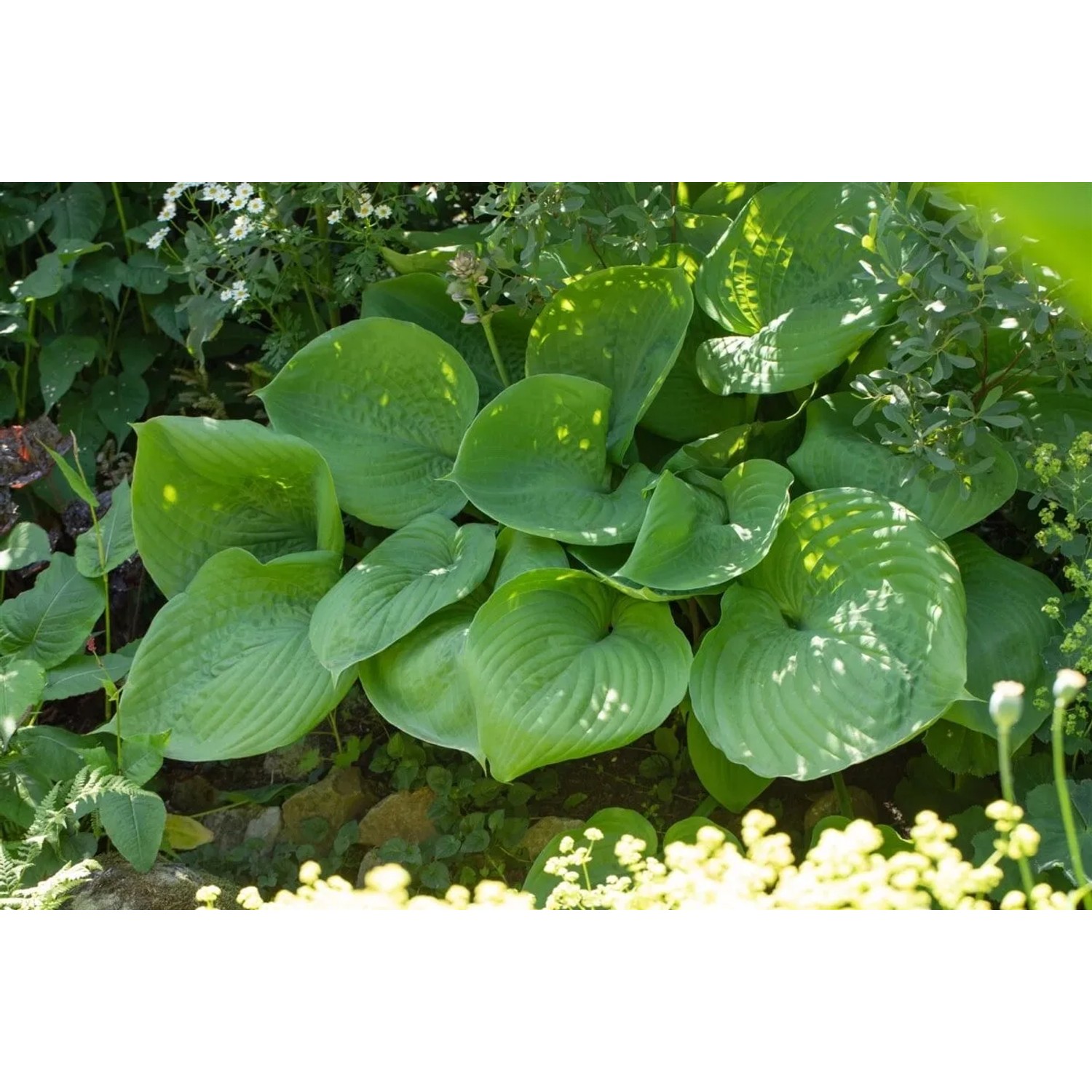 Grüne Hosta Elata Funkie mit großen Blättern im Garten.