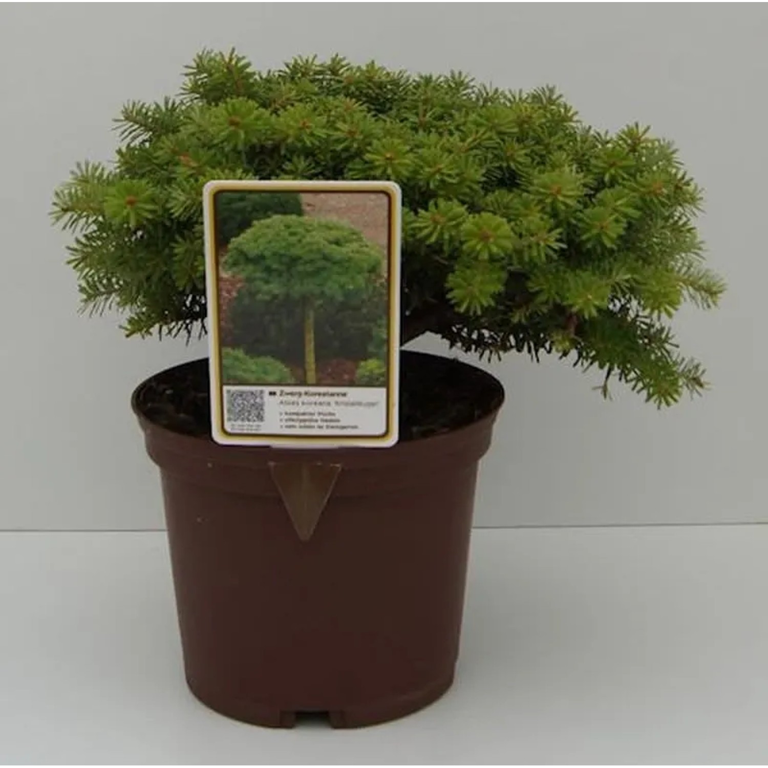 Koreatanne Kristalkugel 15-20cm - Abies koreana