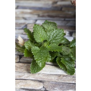 Zitronenmelisse (Melissa officinalis) im 9x9 cm Topf, grüne Blätter. Staude für Kräutergarten und Balkon.