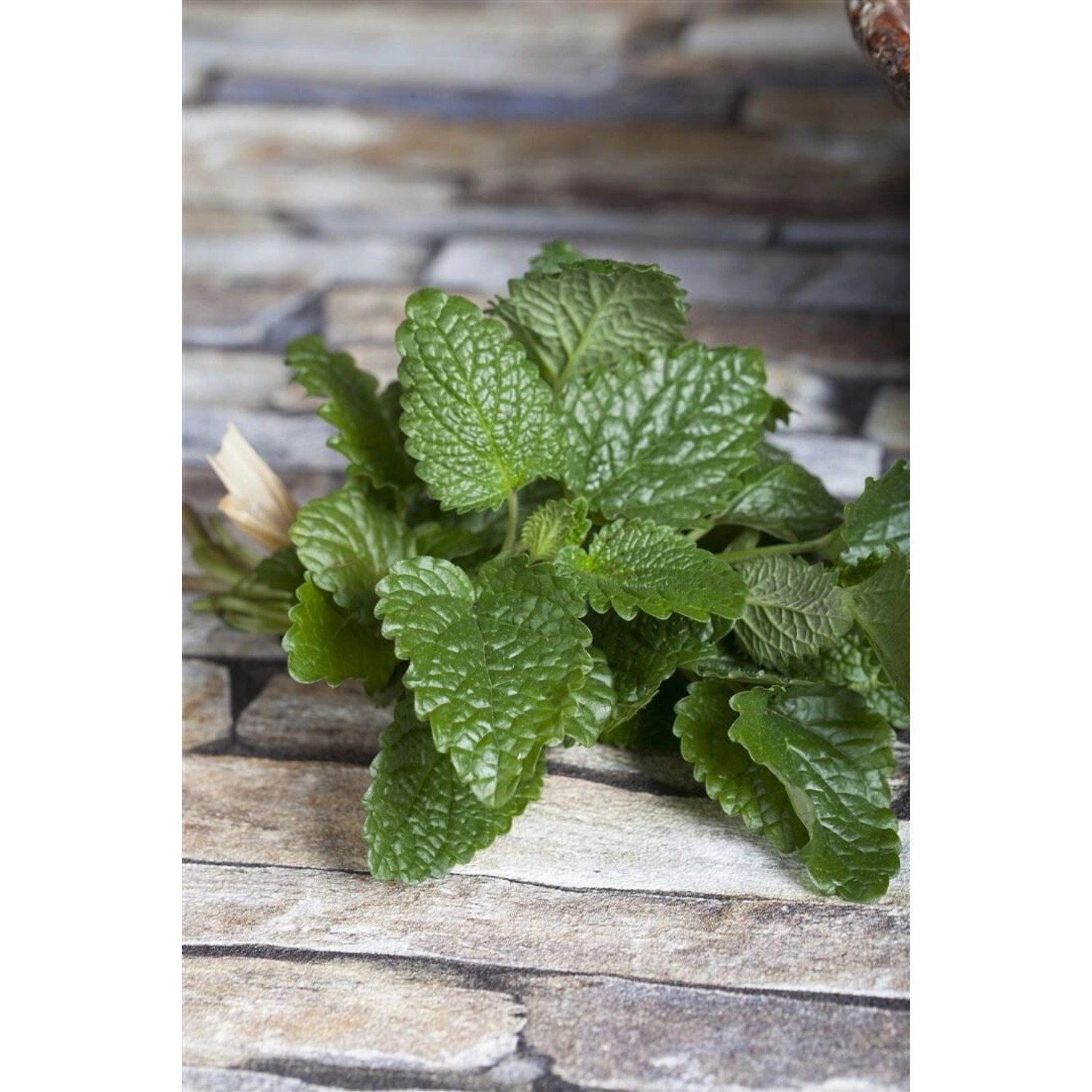 Melissa Officinalis Zitronenmelisse Ca. 9x9 cm Topf günstig online kaufen