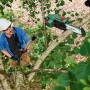 Mann mit Schutzhelm sägt Ast mit Bosch Akku Teleskop-Kettensäge. Kabelloser Hochentaster für Baumpflege.