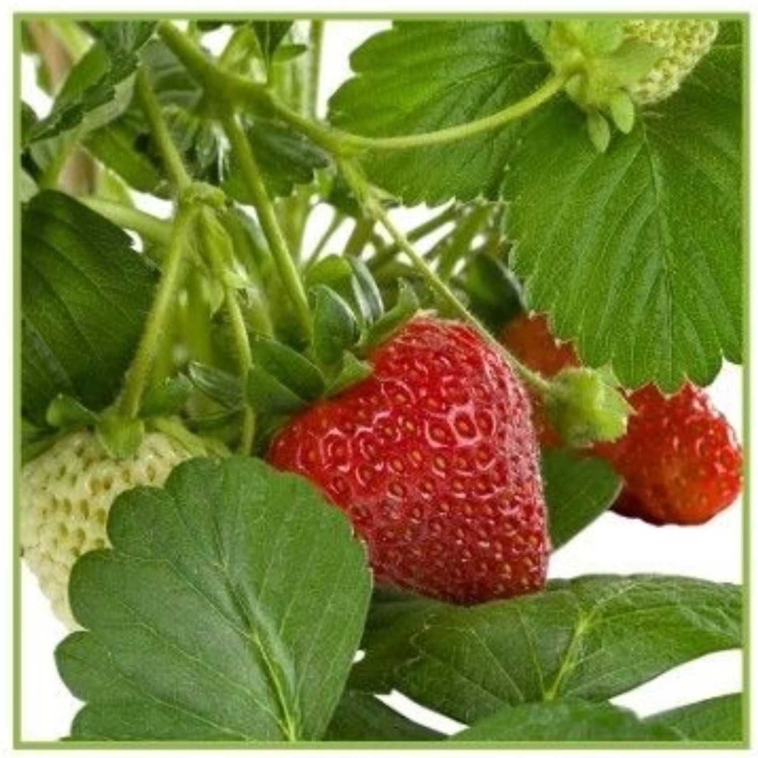 Erdbeerpflanze 'Strawberry Delizz' im Topf mit roten und grünen Erdbeeren und grünen Blättern.