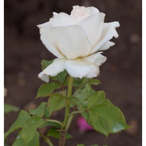 Nahaufnahme einer einzelnen, cremeweißen Edelrose Royal Philharmonic im Garten.