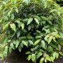 Portugiesische Lorbeerkirsche Angustifolia, immergrüner Strauch mit dichten, grünen Blättern.