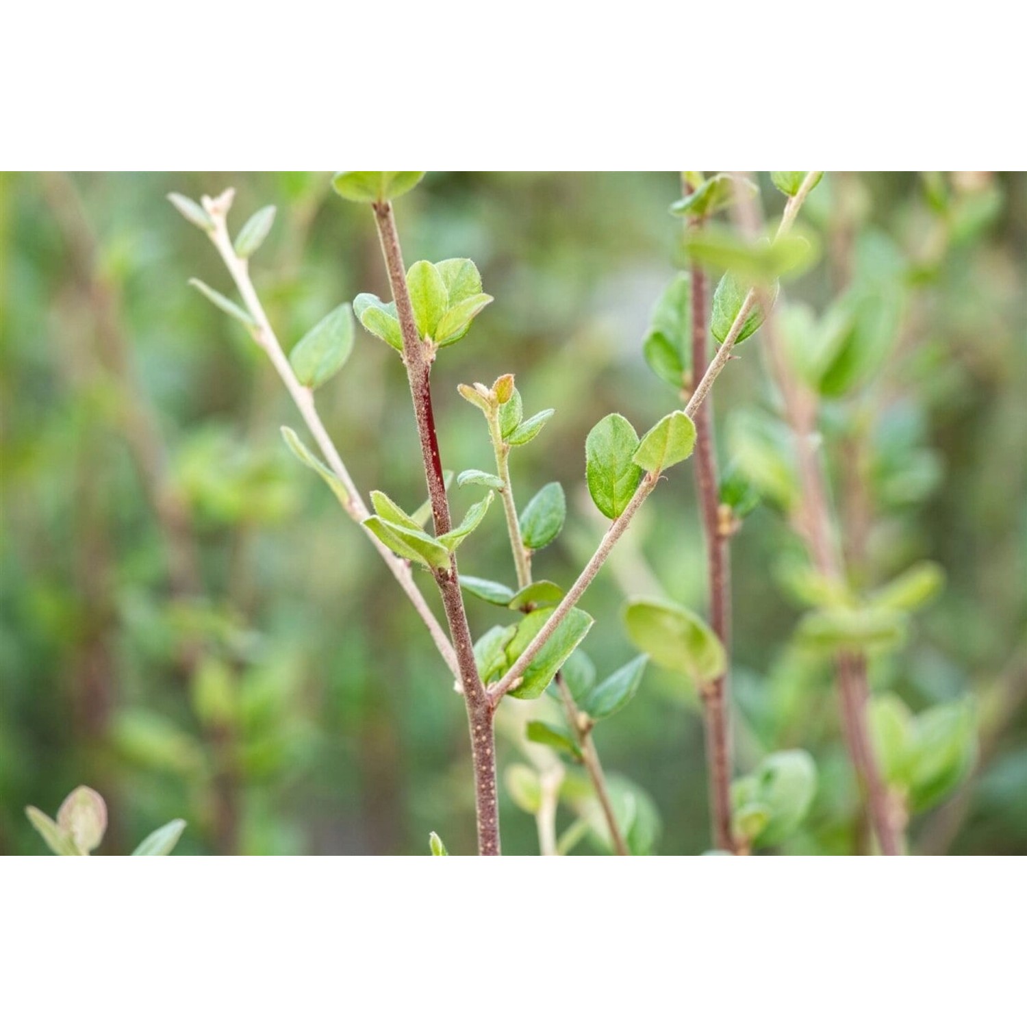 Cotoneaster Dielsianus Zierquitte 60–100 cm günstig online kaufen