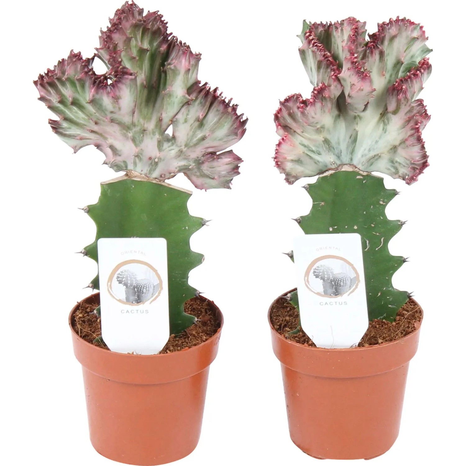 Wolfsmilch "Cristata" Hhe 20-25 cm Topf- 8,5 cm Euphorbia lactea kaufen  bei OBI