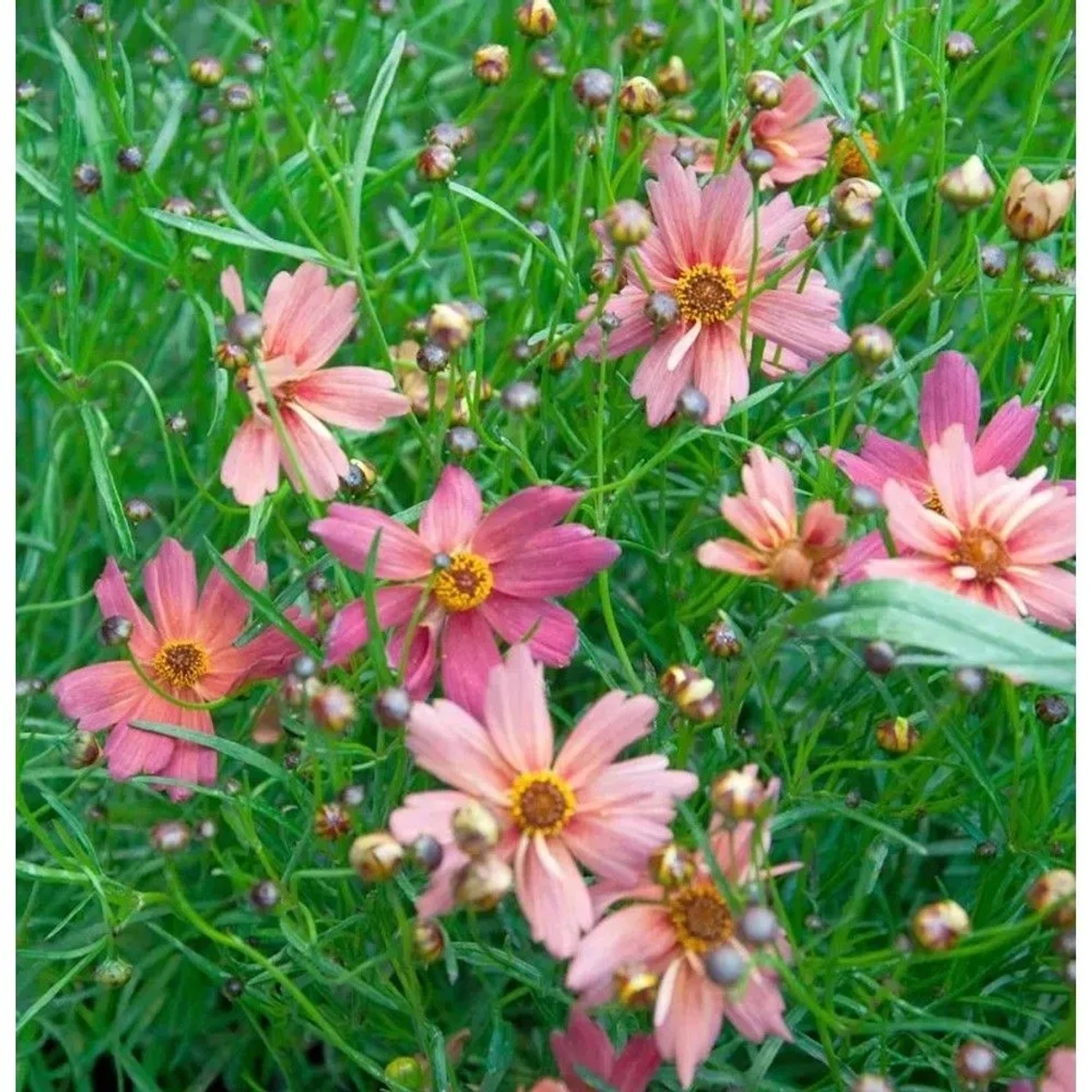 Mädchenauge Limerock Passion - Coreopsis auriculata