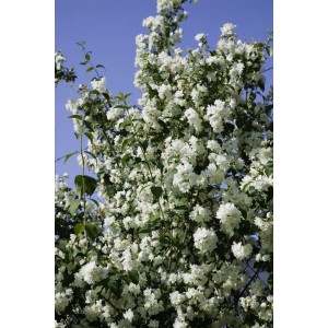 Üppig blühender, weißer Duftjasmin (Philadelphus Virginal) im Gegenlicht.