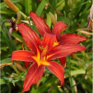 Nahaufnahme der rot-gelben Taglilie Crimson Pirate (Hemerocallis) im Garten.