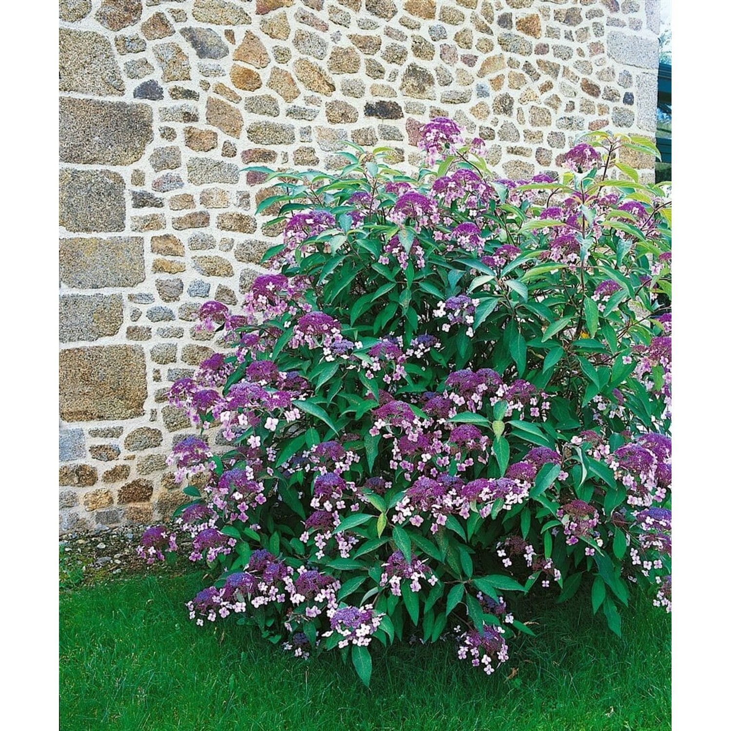Hydrangea Aspera Samthortensie Taiwans Pink 40-60 cm günstig online kaufen