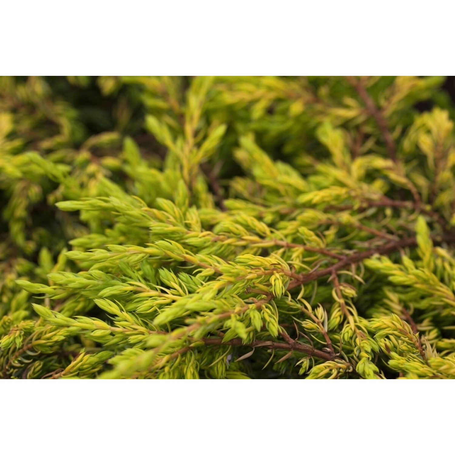 Juniperus Communis Goldschatz Wacholder Goldgelb 20–25 cm günstig online kaufen