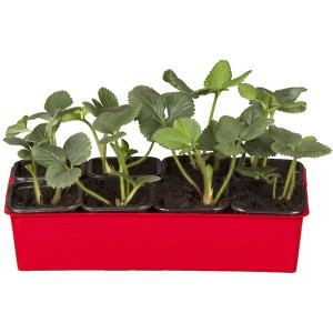 Garten-Monats-Erdbeere Korona im 6er-Tray mit grünen Blättern in roter Schale.