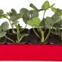 Garten-Monats-Erdbeere Korona im 6er-Tray mit grünen Blättern in roter Schale.