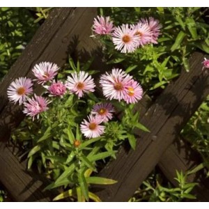 Rosa Rauhblattaster (Aster novae angliae) mit rosa Blüten vor Holzzaun.