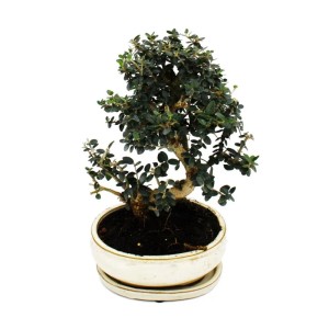 Exotenherz Bonsai Olivenbaum (Olea Europaea Sylvestris) im Topf, ca. 25-30cm hoch.