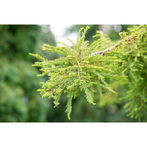 Nahaufnahme der nadelartigen Blätter einer Taxodium Distichum Secrest Sumpfzypresse.