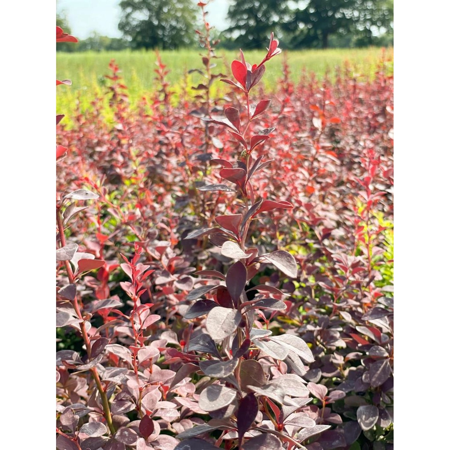 Baumfink Rote Heckenberberitze (Berberis thunbergii 'Atropurpurea') im Topf, purpurrote Blätter.