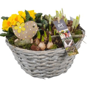Frühlingsarrangement im Korb mit Narzissen, Primeln und Deko-Vogel. Topf ca. 24cm.