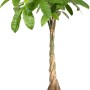 Elho Blumentopf B.For Soft Rund, Ø 16 cm, Anthrazit mit Geldbaum (Pachira aquatica).