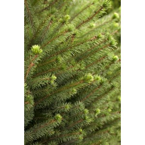 Detailaufnahme der blaugrünen Nadeln einer jungen Serbischen Fichte (Picea Omorika), 15-20 cm hoch.
