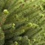 Detailaufnahme der blaugrünen Nadeln einer jungen Serbischen Fichte (Picea Omorika), 15-20 cm hoch.