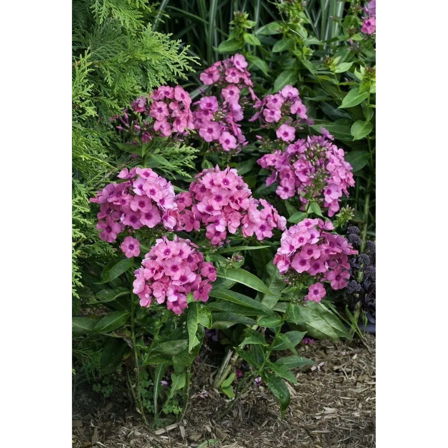 Pflanzen für dich Phlox Paniculata Flame-Serie Pink Flame 11x11 cm Topf