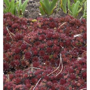 Nahaufnahme von Dachwurz Noir (Sempervivum cultorum), einer dunkelroten Staude.