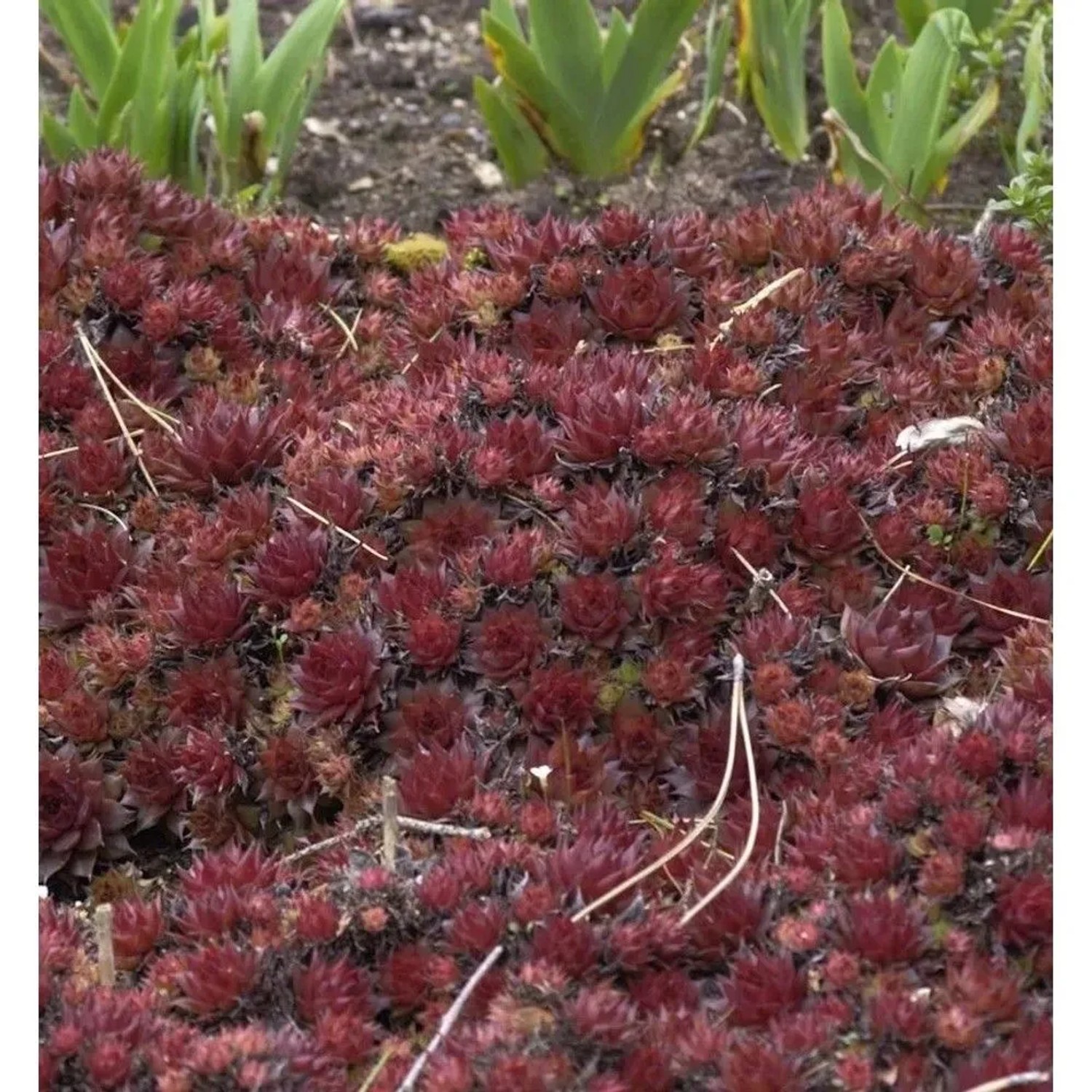 Dachwurz Noir - Sempervivum cultorum