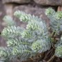Walzen-Wolfsmilch (Euphorbia Myrsinites) im 9x9 cm Topf vor Steinmauer. Bodendecker mit blaugrauen Blättern.