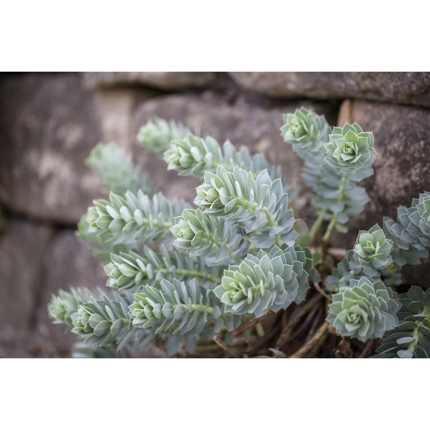 Euphorbia Myrsinites Walzen-Wolfsmilch Ca. 9x9 cm Topf günstig online kaufen