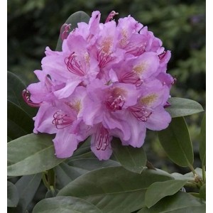 Nahaufnahme einer rosa-lila blühenden Alpenrose (Rhododendron) mit grünen Blättern.