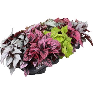 Verschiedene GROW by OBI Blattbegonien Beleaf im 12 cm Topf mit unterschiedlichen Blattfarben.
